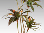 Plante artificielle Dracena roja