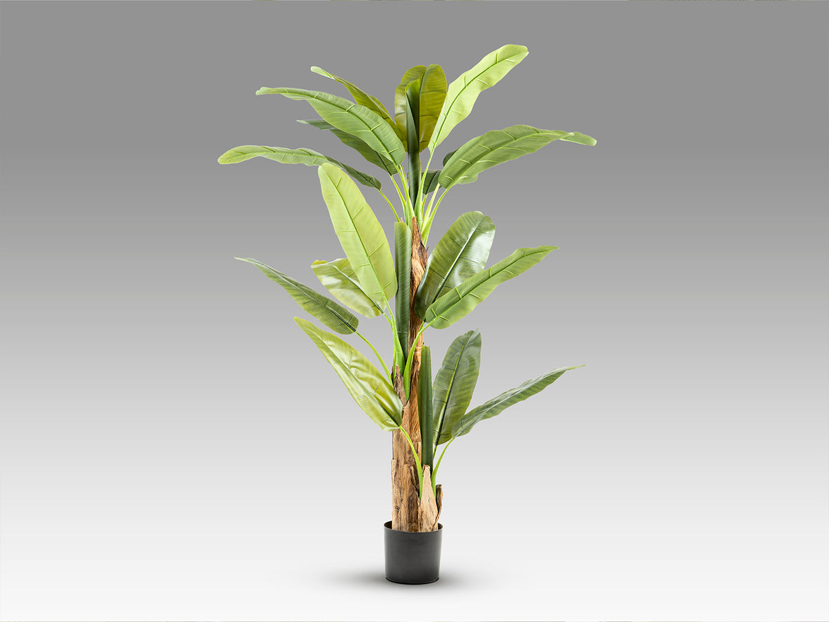 Plante artificielle Platanera