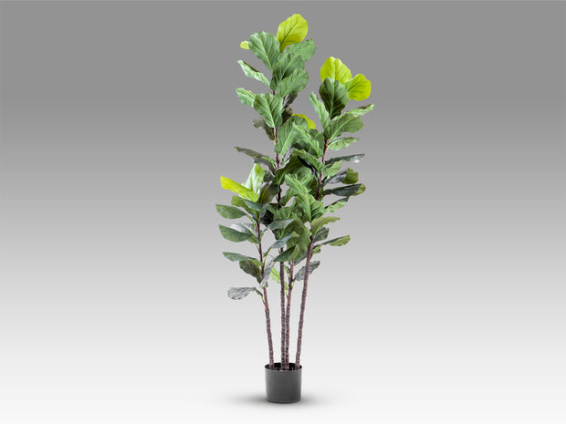 Higuera violín - 80cm, hauteur 120cm - poids 12,4kg