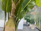 Plante artificielle Ave Paraiso